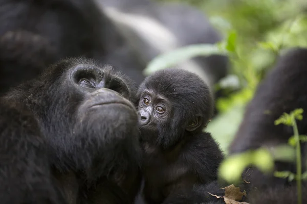 Portrait of free roaming mountain gorilla — Stock Photo, Image