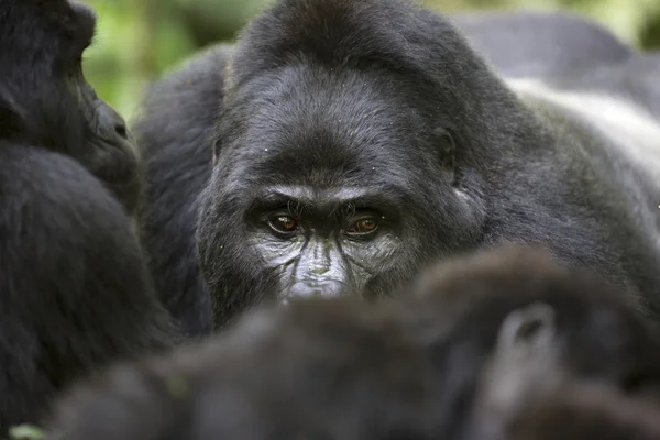 Portrait of free roaming mountain gorilla — Stock Photo, Image