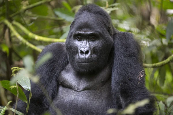 Portrait of free roaming mountain gorilla — Stock Photo, Image