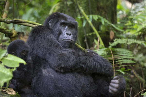 Retrato de gorila de montaña errante libre — Foto de Stock