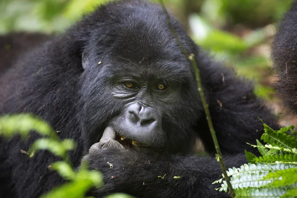 Retrato de gorila de montaña errante libre — Foto de Stock