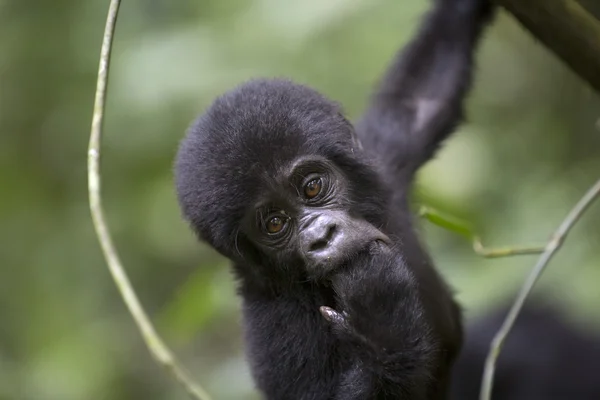 Retrato de gorila de montaña errante libre — Foto de Stock