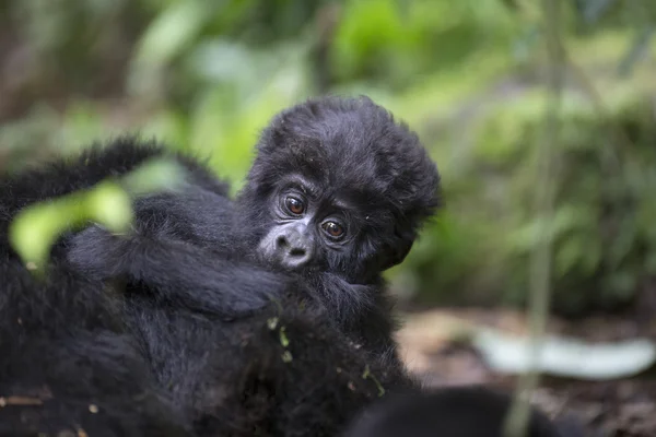 Portrait de gorille de montagne itinérant gratuit — Photo