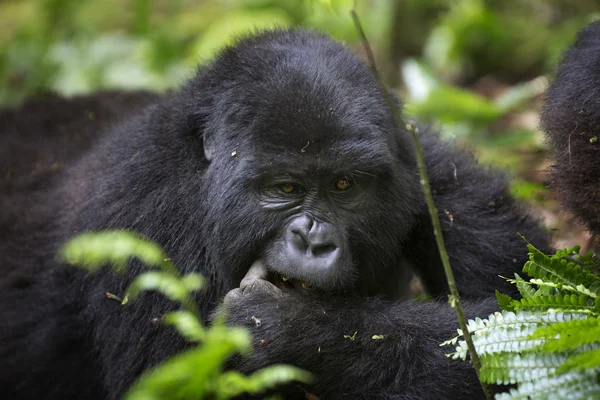 Ritratto di gorilla di montagna in roaming libero — Foto Stock