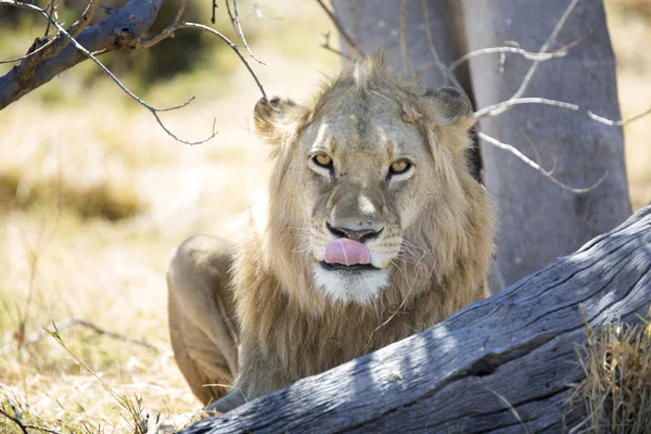 Wildes Löwenmännchen-Porträt — Stockfoto