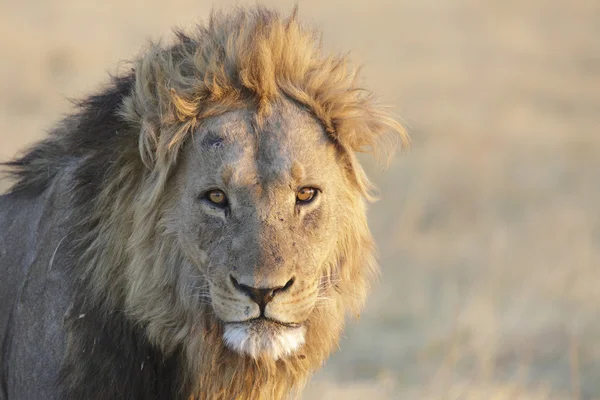 Άγριο αρσενικό λιοντάρι πορτρέτο — Φωτογραφία Αρχείου