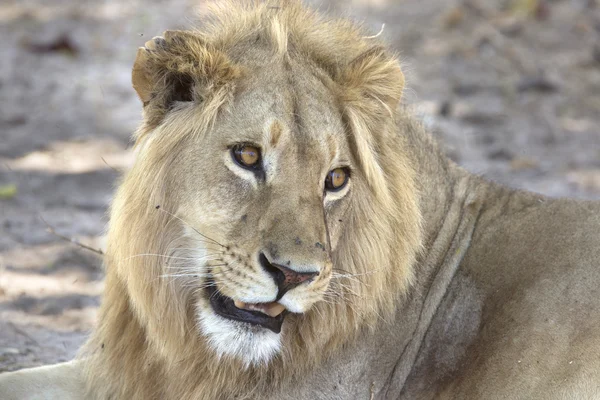 野生の雄ライオンの肖像画 — ストック写真