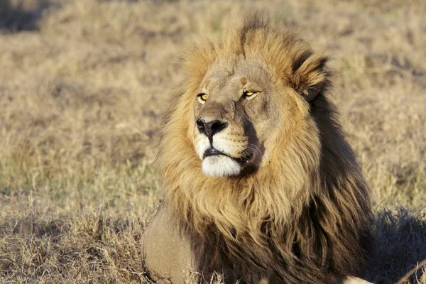 Retrato de león macho salvaje — Foto de Stock