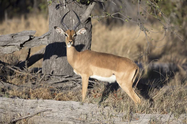 Retrato de carneiro impala selvagem — Fotografia de Stock