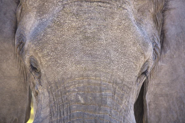 Zblízka portrét slona afrického — Stock fotografie