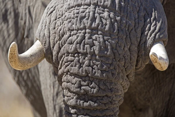 Afrika fili portresi kapatmak — Stok fotoğraf