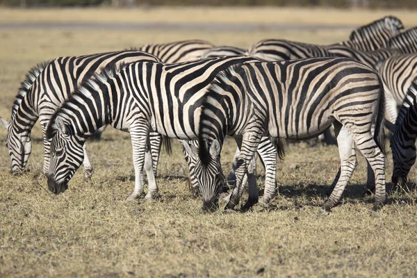 Zebry spásání trávy v africké savany — Stock fotografie