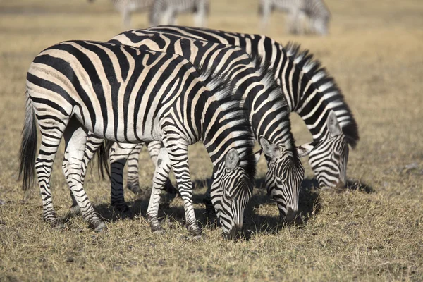 Zebry spásání trávy v africké savany — Stock fotografie