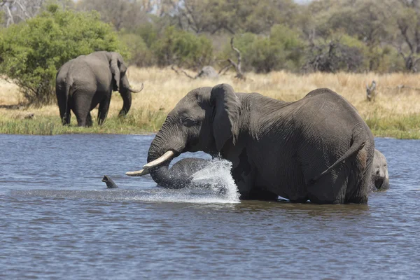 Elefantes africanos bañándose en un río — Foto de Stock