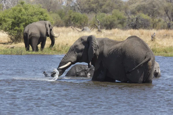Słonie afrykańskie, kąpiel w rzece — Zdjęcie stockowe