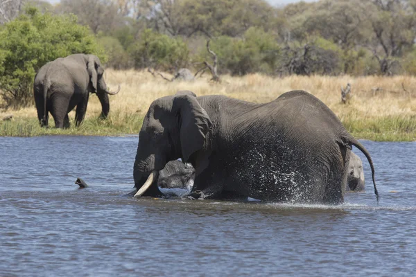 Elefantes africanos bañándose en un río — Foto de Stock