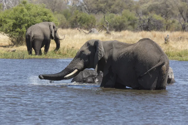 Elefantes africanos bañándose en un río — Foto de Stock