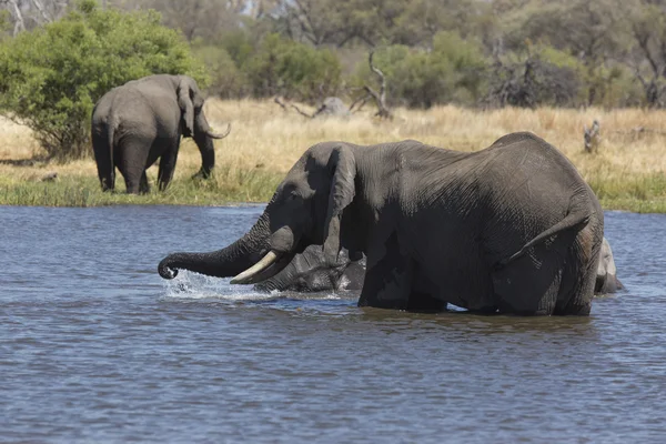 Οι αφρικανικοί ελέφαντες παίρνουν το μπάνιο τους ένα ποτάμι — Φωτογραφία Αρχείου