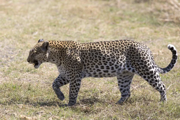 Vahşi leopar otların arasında yürüyüş — Stok fotoğraf