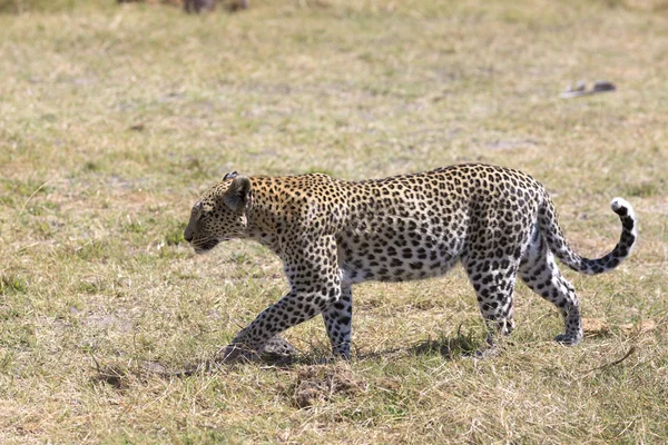 Vahşi leopar otların arasında yürüyüş — Stok fotoğraf