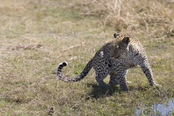 Wild leopard walking in the grass — Stock Photo, Image