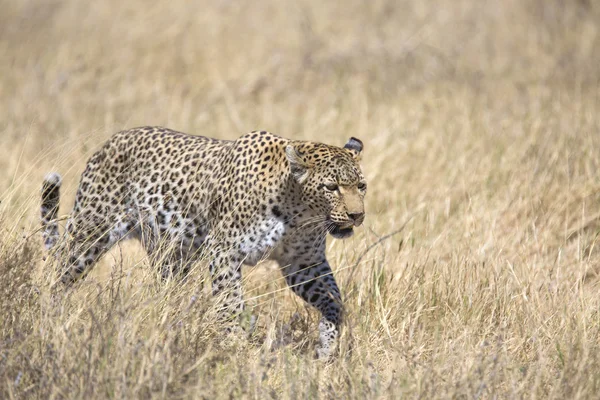 Vahşi leopar otların arasında yürüyüş — Stok fotoğraf