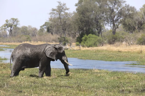 Elefante salvaje africano toro barro-ducha cerca de un río — Foto de Stock