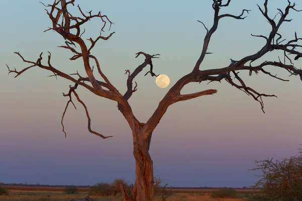 Dead tree and full moon — Stock Photo, Image