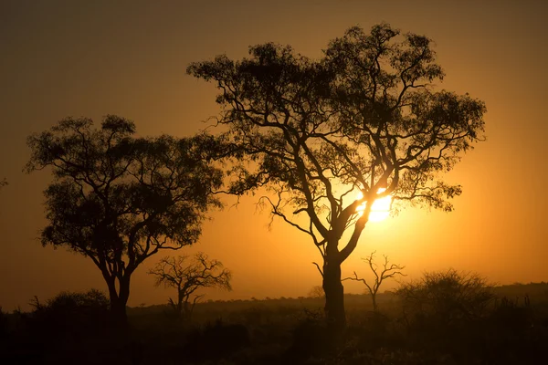 Afrika ağaç sunset