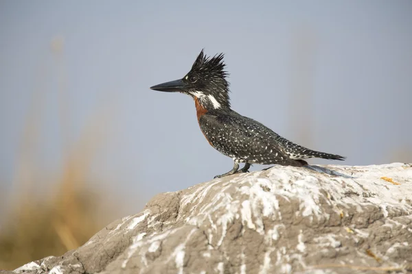 African giant kingfisher on rock — Stock Photo, Image