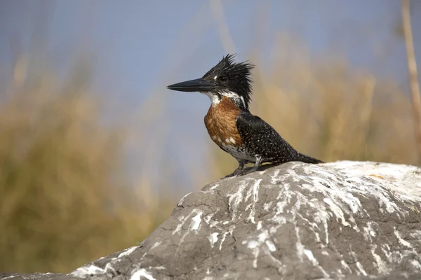 African giant kingfisher on rock — Stock Photo, Image