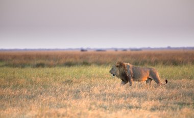 Vahşi Afrika aslanı portresi