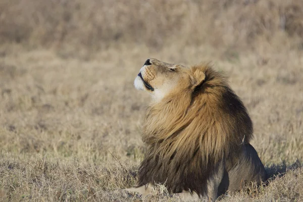 Porträt eines wilden afrikanischen Löwen — Stockfoto