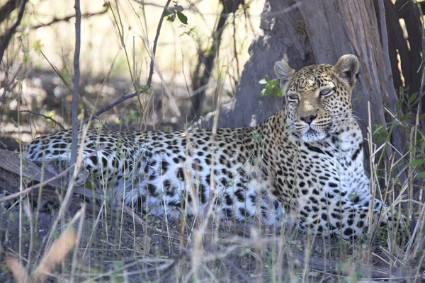 Porträt eines wilden Leoparden im Schatten — Stockfoto