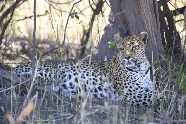 Portrait of a wild leopard in the shade — Stock Photo, Image