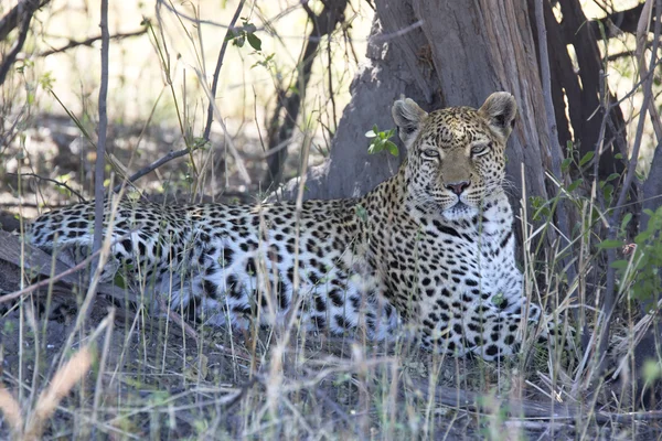 Vahşi bir leopar gölgede portresi — Stok fotoğraf