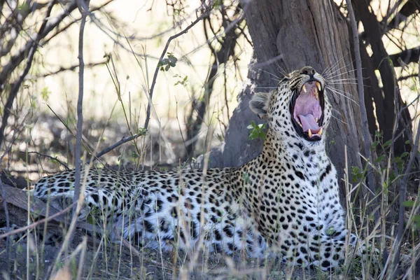 Vahşi bir leopar gölgede portresi — Stok fotoğraf