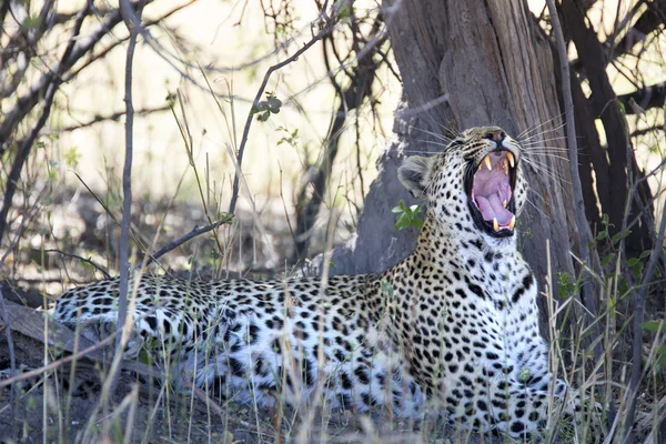 Vahşi bir leopar gölgede portresi — Stok fotoğraf