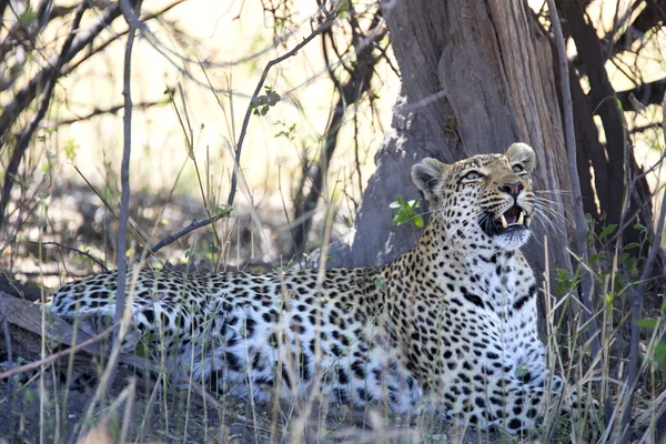 Vahşi bir leopar gölgede portresi — Stok fotoğraf