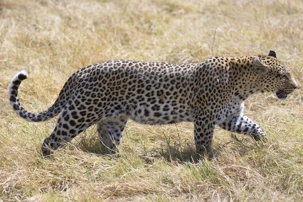 Vahşi bir leopar gölgede portresi — Stok fotoğraf