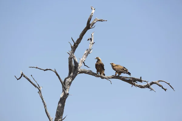 Eagles zat op een dode boom — Stockfoto