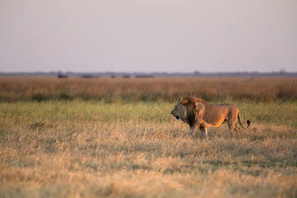 Porträt eines wilden afrikanischen Löwen — Stockfoto