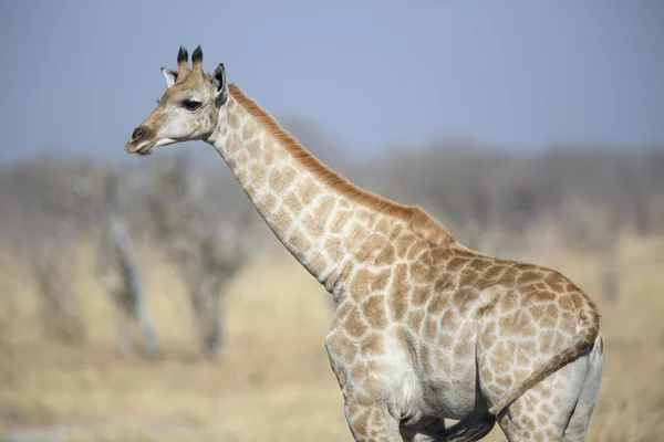 Giovane giraffa selvatica femminile nella savana africana — Foto Stock