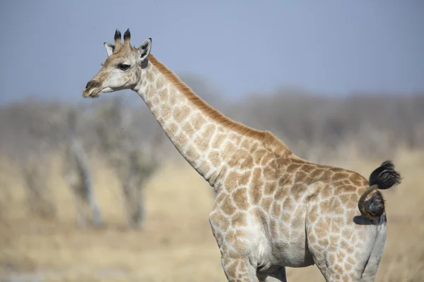 Giovane giraffa selvatica femminile nella savana africana — Foto Stock