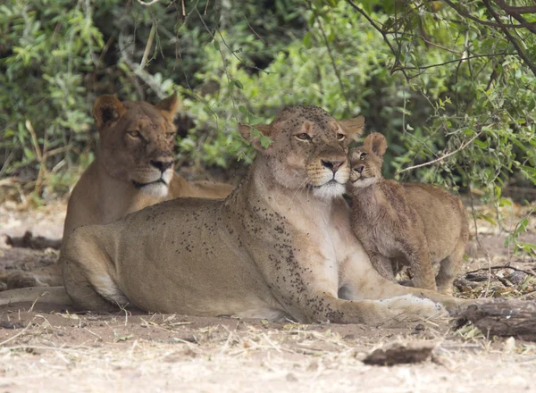 Vadon élő felnőtt nőstény oroszlán anya — Stock Fotó