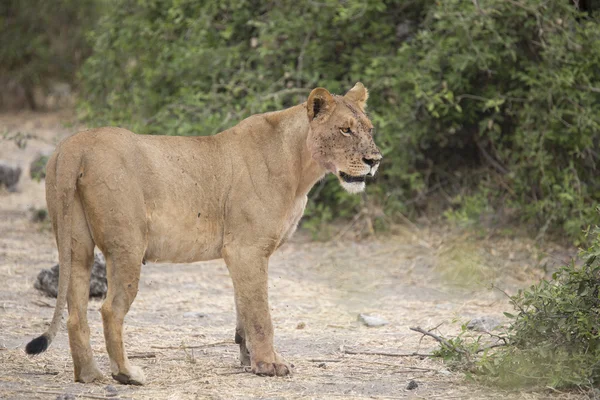 Wild adult lioness mother — Stock Photo, Image