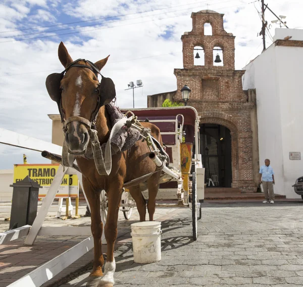 Worker horse in the caribbean — Stock Photo, Image