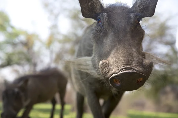 Wild warthog close-up portrait — Stock Photo, Image