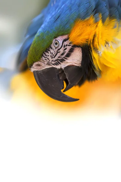 Portrait of a Blue-and-yellow Macaw (Ara ararauna) — Stock Photo, Image