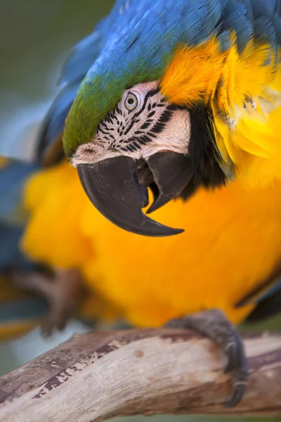 Portrait of a Blue-and-yellow Macaw (Ara ararauna) — Stock Photo, Image
